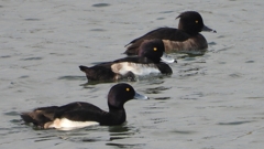 DSCN3996：キンクロハジロ