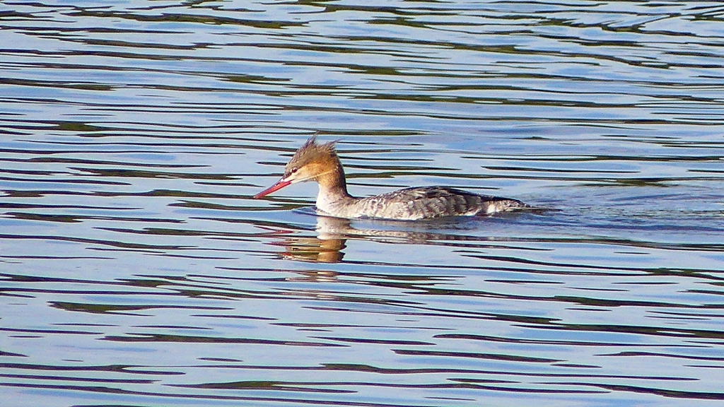 P2360893：ウミアイサ（メス）