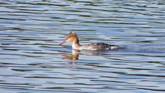 P2360893：ウミアイサ（メス）