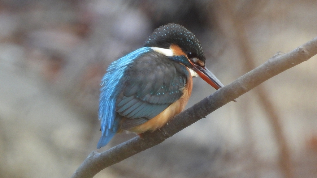 DSCN7942：カワセミ（メス）