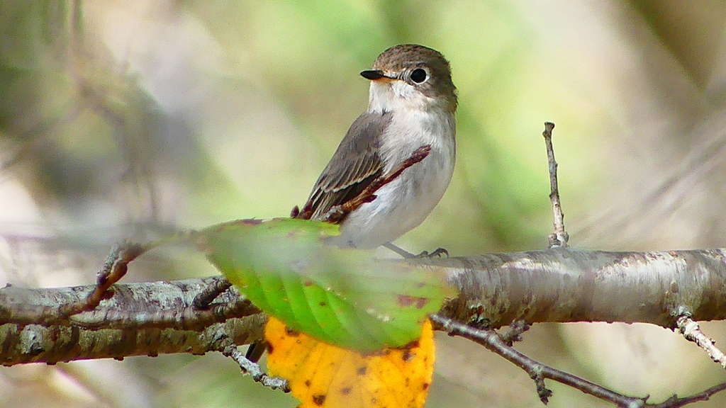 P2260614：コサメビタキ