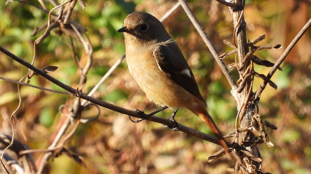 DSCN5456：ジョウビタキ（メス）