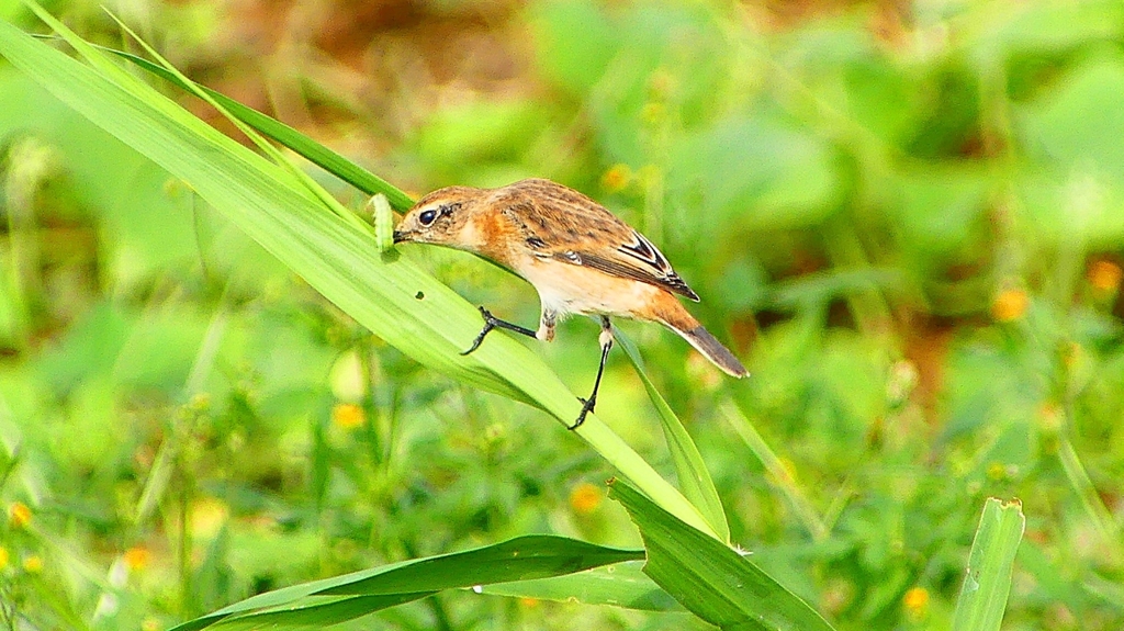 P2290413：ノビタキ