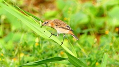 P2290413：ノビタキ