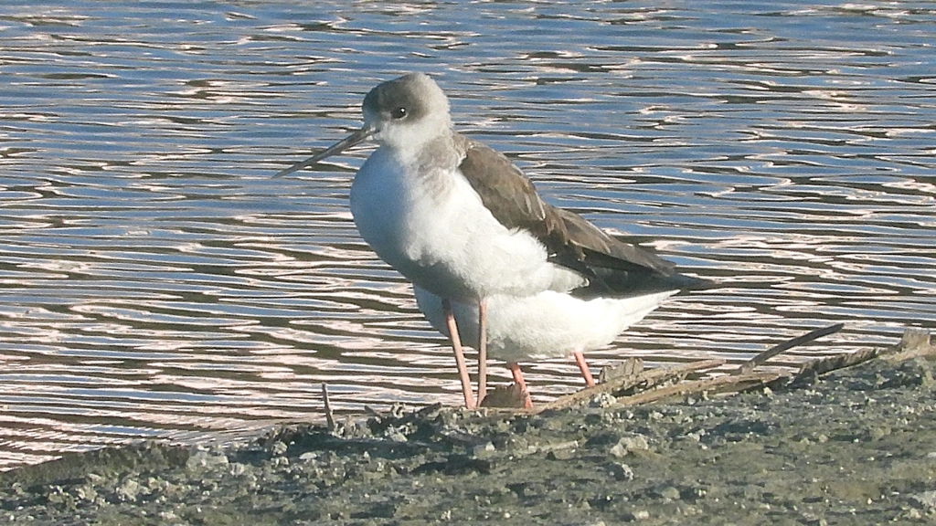 DSCN2333：セイタカシギ