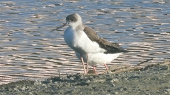 DSCN2333：セイタカシギ