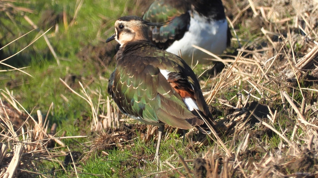 DSCN6647：タゲリ