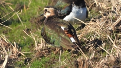 DSCN6647：タゲリ