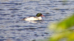 P2410387：カワアイサ