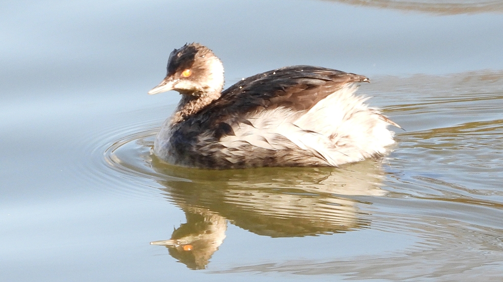 DSCN8002：ハジロカイツブリ