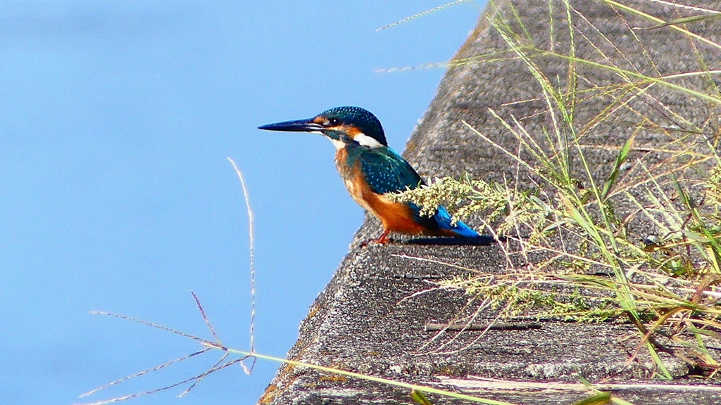 P2270272：カワセミ（オス）