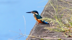 P2270272:カワセミ(オス) P2270272:カワセミ(オス)