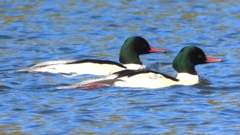 DSCN5888：カワアイサ