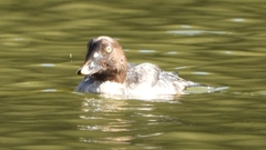 DSCN2317：ホオジロガモ（メス）