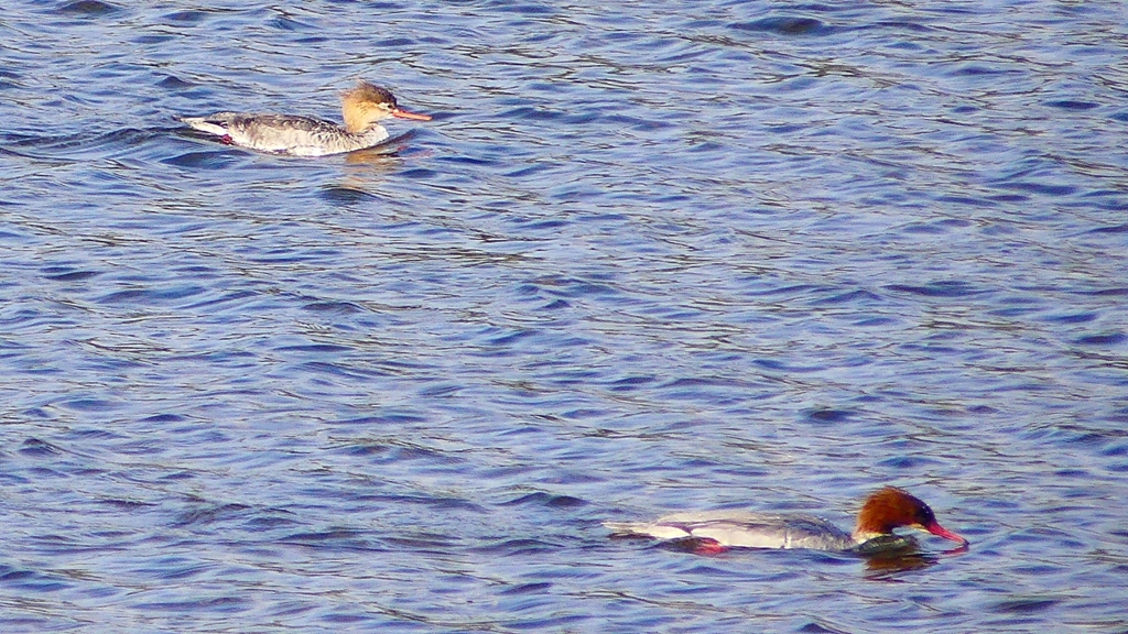 P2390102カワアイサ、ウミアイサ