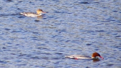 P2390102カワアイサ、ウミアイサ