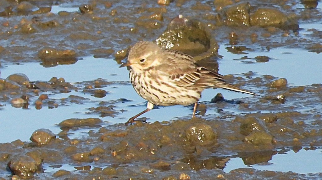 DSCN6434：タヒバリ