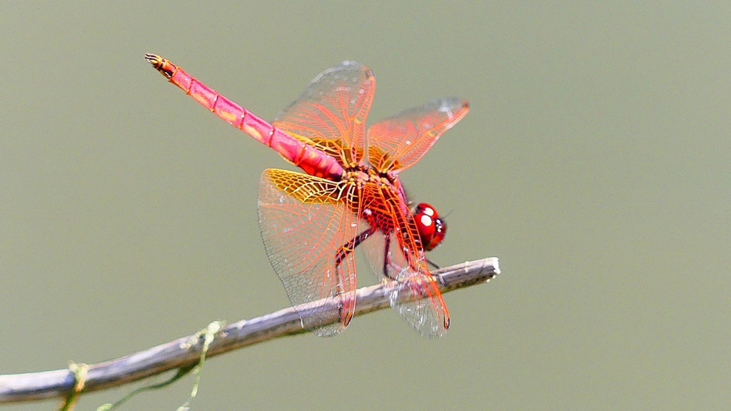 P2300745：ベニトンボ（オス）