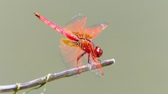 P2300745：ベニトンボ（オス）