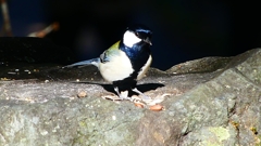 P2370652：シジュウカラ