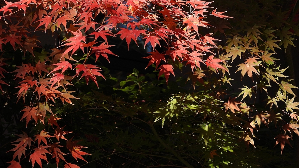 DSCN1298：紅葉と青紅葉