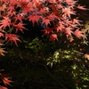 DSCN1298：紅葉と青紅葉