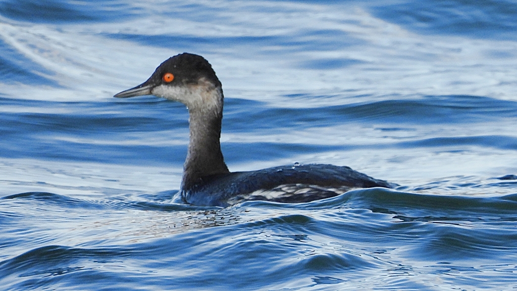 DSCN9320：ハジロカイツブリ