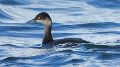 DSCN9320：ハジロカイツブリ