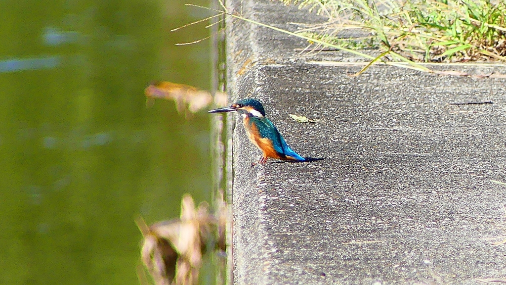 P2270258：カワセミ（オス）