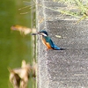 P2270258：カワセミ（オス）