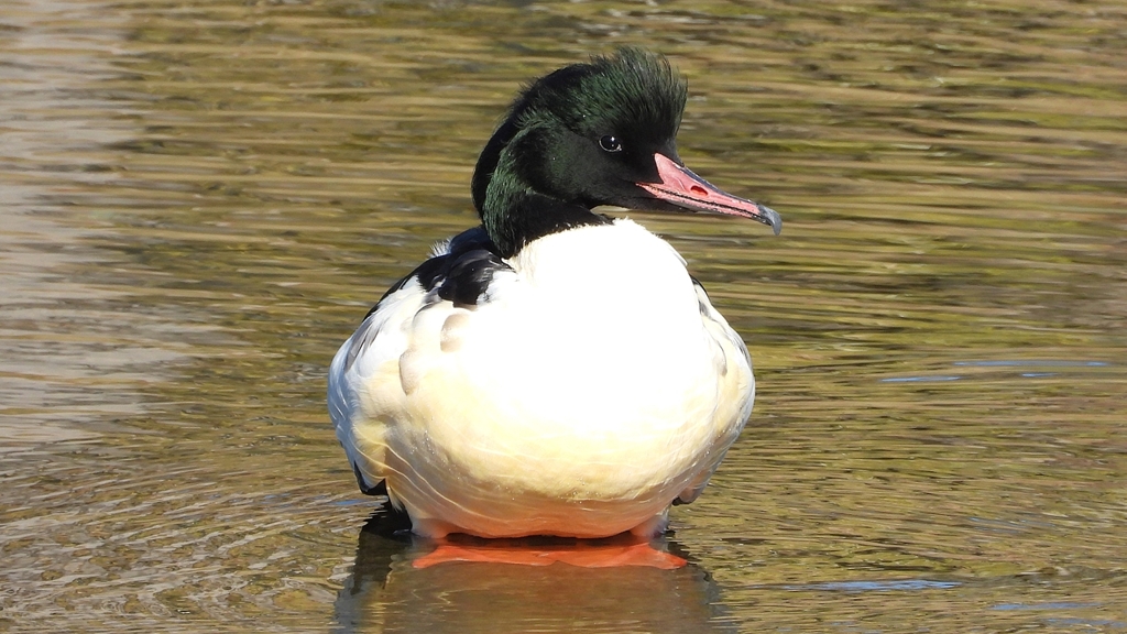 DSCN1466：カワアイサ（オス）