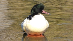 DSCN1466：カワアイサ（オス）