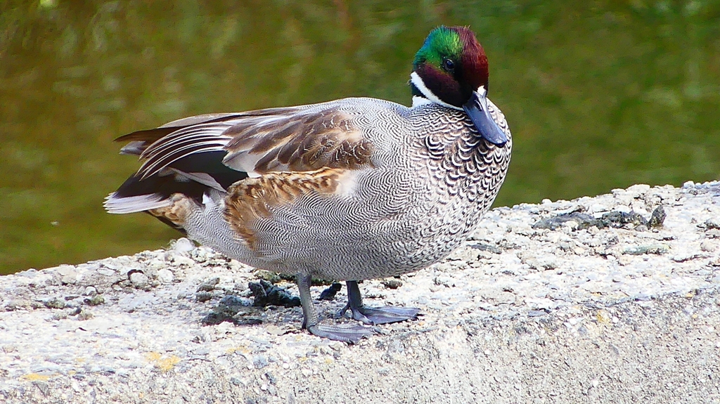 P2350226：ヨシガモ