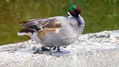 P2350226：ヨシガモ