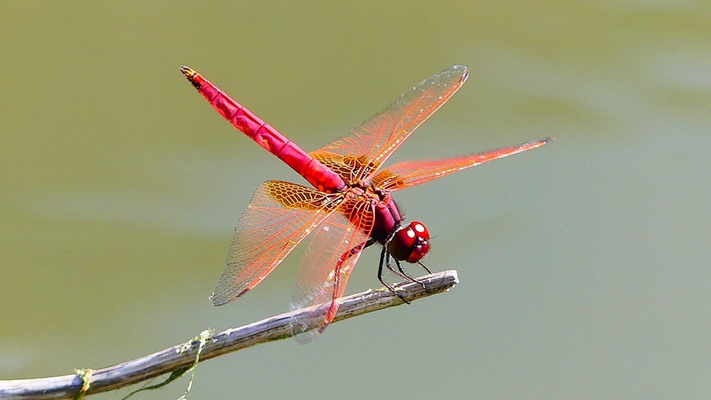 P2300811：ベニトンボ（オス）