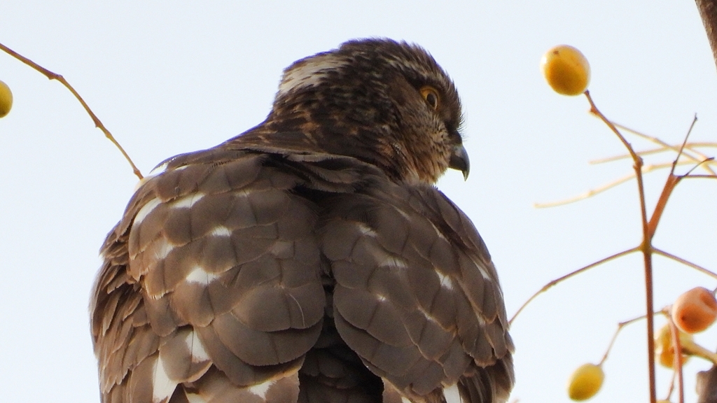 DSCN2996：ハイタカ