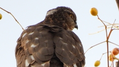 DSCN2996：ハイタカ