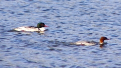 P2390090：カワアイサ