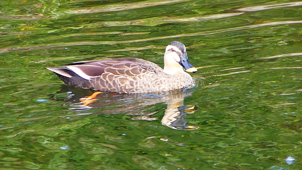 P2390761：カルガモ