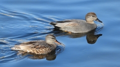 DSCN9706：オカヨシガモ