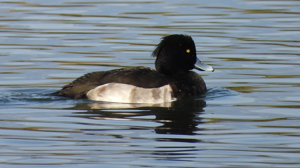 DSCN2932：キンクロハジロ（オス）