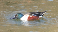 DSCN6028：ハシビロガモ