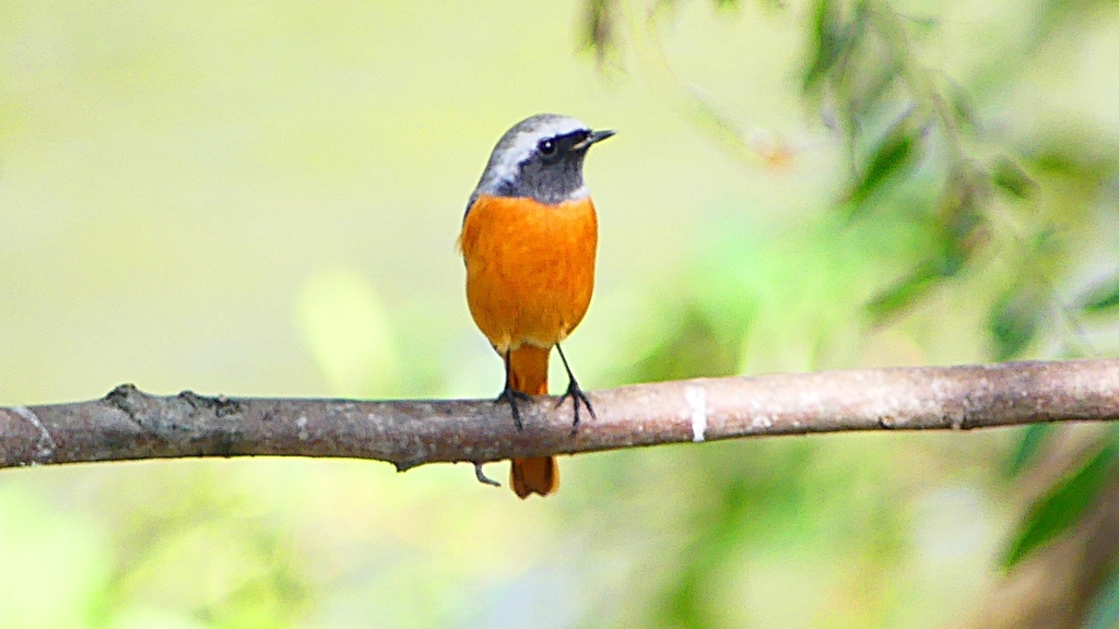 P2300594：ジョウビタキ（オス）