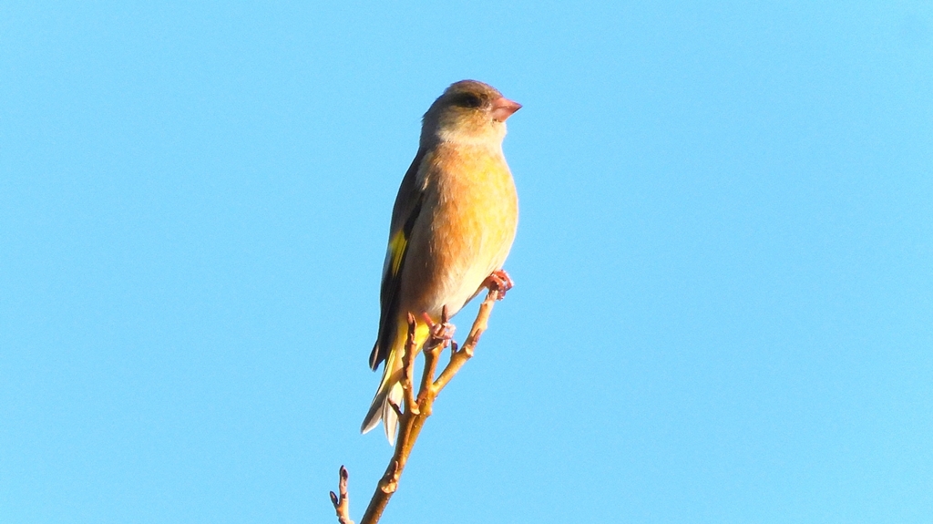 DSCN5701：カワラヒワ