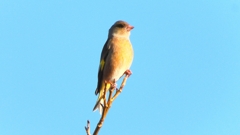 DSCN5701：カワラヒワ