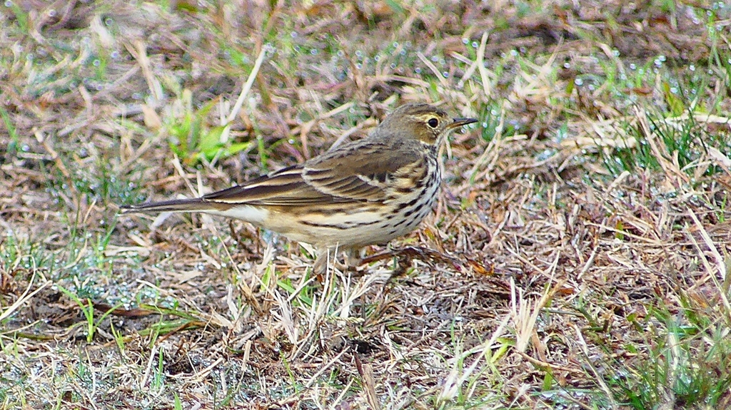 P2350642：タヒバリ