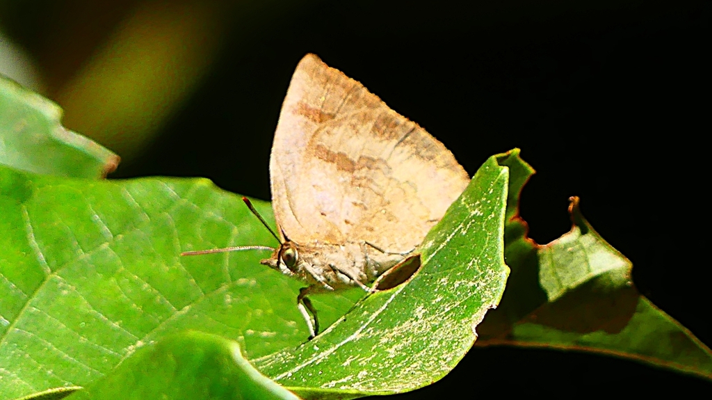 P2400553：翅閉じたムラサキシジミ