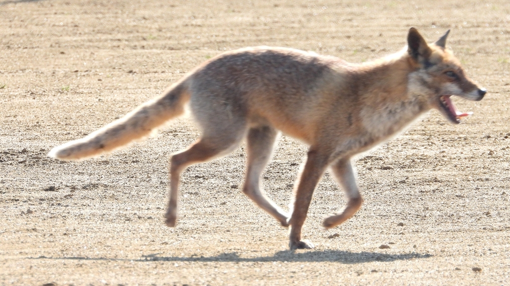 DSCN6738：キツネ