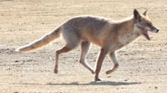 DSCN6738：キツネ