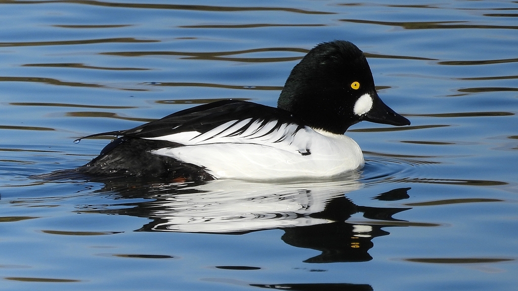 DSCN2793：ホオジロガモ（オス）